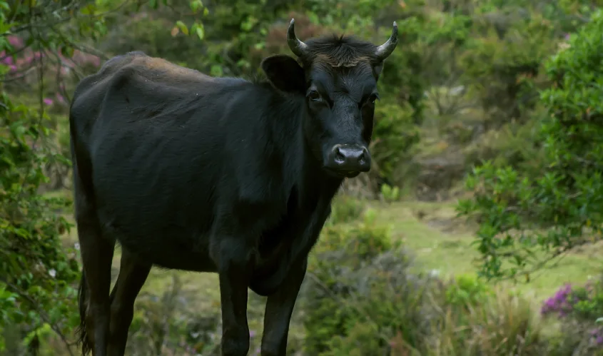 Εκτροφή Wagyu